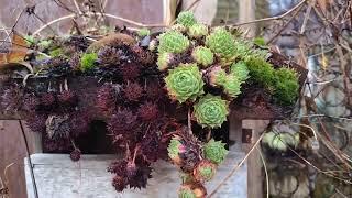 So sieht ein vielfältiger, naturnaher Garten im Dezember aus