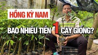 Bao Nhiêu Tiền 1 Cây Giống Hồng Kỳ Nam? Giống Hồng Kỳ Nam Chuẩn Sịn 0868 284 789