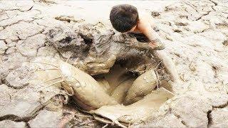 Find Catfish With Smart Boy - Boy Catching Giant Big Fish By Mud In The Dry Season