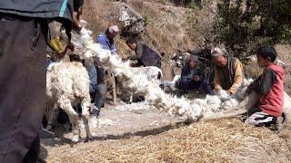 shepherd life of Nepal || Rural Nepal Quest || @ruralnepalquest