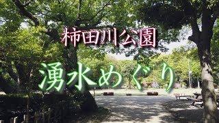 柿田川公園　「湧水めぐり」