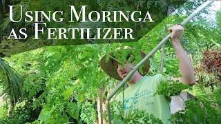 Using Moringa as Fertilizer and Mulch (Day 23 of 30)