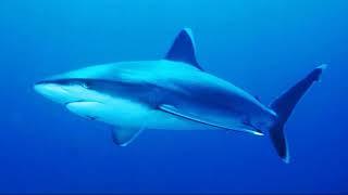 Facts: The Silvertip Shark