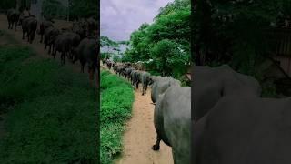 buffalo life in village #youtube #viralvideo #youtubeshorts #shortsvideo