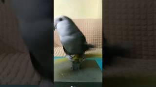 تدريب العصافير على الطيران