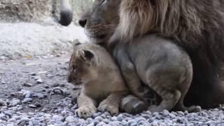 Very Caring Papa Lion Hugs and Grooms Cubs