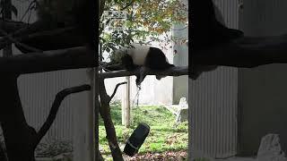 타이어체인에 크게 화를 내는 푸바오