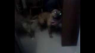 funny dog scratching