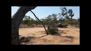 Buntine Rock Free Camp Wubin 3 hours North of Perth  Dogs allowed no toilet. Lots of sites.