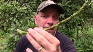 How to Graft Onto a Mature Avocado Tree