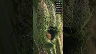 A Home construction work in the Trees️ #weavers  #nest  #birdnest #relaxing ##birdlife