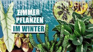 Zimmerpflanzen über den Winter bringen | Pflege Basics