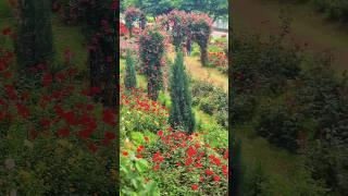 안양천의 장미  [붉은입술] 임영웅 #안양천 #장미원 #장미