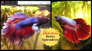 BETTA SPLENDENS (pesce combattente)  Scheda tecnica