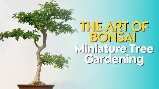 The Art of Bonsai: Miniature Tree Gardening