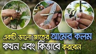 How to Grafting Mango Tree Successfully