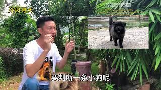 品相一般的母狗能生出虎头猫耳优秀土松？看狗要凭个人经验来判断