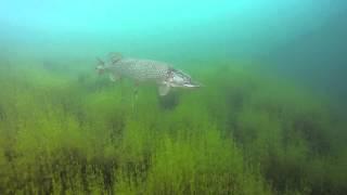 Scuba Diving, Northern Pike