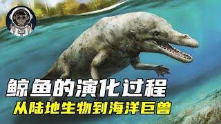 一口气看完鲸鱼演化史，它是如何从陆地生物进化成海洋巨兽的