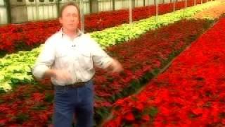 Cedar Lane Farm-Poinsettia Farm Success Story