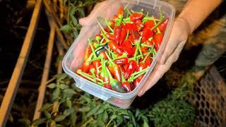 The harvest spicy peppers from channel @ZooLogovo