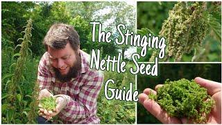 Stinging Nettle Seeds: Nature's Hidden Gifts  - Harvest, Health Benefits & History