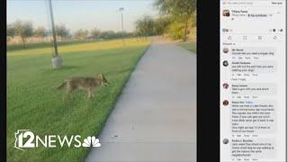 Here's how to protect yourself if you encounter coyotes