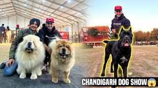 Champion Dogs at Chandigarh Dog show in INDIA