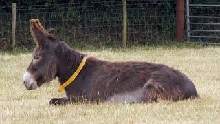 Zena Living Her Best Life at Donkey Sanctuary Sidmouth