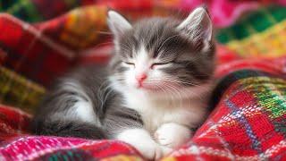 Calming Music for Anxious Cats - Cat Music for Deep Relaxation and Sleep, Music For Cats