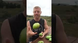 One of the largest fruits native to North America  #shorts
