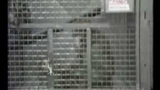 Facilitated Socialization of Previously Singly Caged Adult Macaques - Wisconsin Primate Vivisection pt. 3