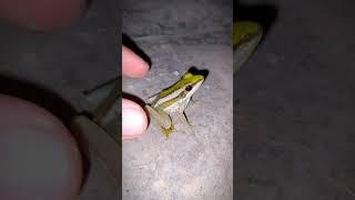 Catch a jumping frogs for fun fun | Tep longheng funny frog