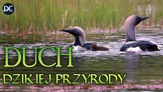 Duch Dzikiej Przyrody: Życie Wypełnia Wodę | Odcinek 5 | Seria Dokumentalna