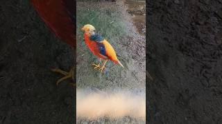What's Wrong With Blaze The Pheasant? #pheasant