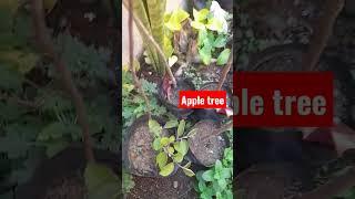 grow Apple Tree at home