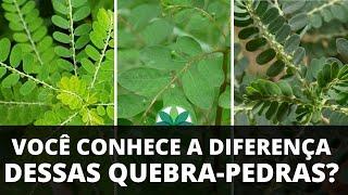 Que planta é essa Daniel? #QUEBRAPEDRA