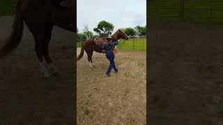 #groundwork #quick #backup #forehand #hindquarters #quarterhorse #horsemanship #training #spinning