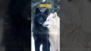 "When the black wolf meets the white wolf, even the snow stops to admire their bond."#WolfLove#sub