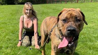 THE PRESA CANARIO DOG - LETHAL FULLY TRAINED GUARD DOG