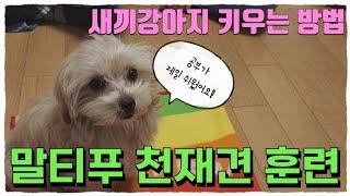 우리집 댕댕이 천재견 만들기!5분만에 강아지 개인기 10가지 속성 교육 FEAT.말티푸