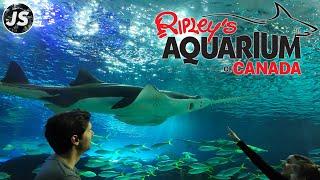 Ripley's Aquarium of Canada in 2025 | Toronto Walk Through