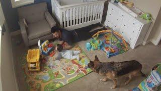 Time lapse: Baby Playing with Dad and Dogs. Dunder and Munster