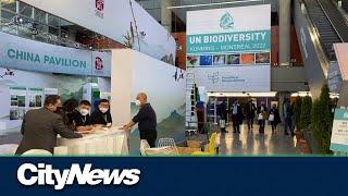 What is COP15? UN's biodiversity conference to kick off in Montreal