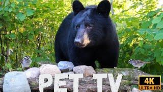 BEAR ALERT! - Pet TV for Brave Dogs and Cats (and Nature-Lovers Too) | Wildlife Entertainment