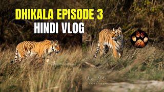 Baagh, Baagh ka Shikaar aur Langur Bandar | Discover Wild Paws Hindi Jim Corbett Series 4K