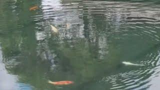 Koi Fish in Big Pond @NanLiang Garden, Diamond Hill, HK #youtubevideo #fish #pet #highlights