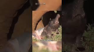 大象 獅子 #看動物世界品百味人生 #野生動物零距離