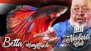 WARUM denn so ERNST kleiner FISCH? | BETTA SPLENDENS | NORBERTS WELT | Zoo Zajac