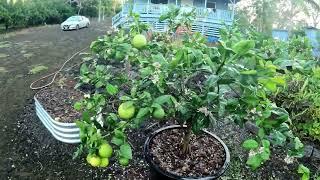 Offgrid Gardening - Cut Back Our Lilikoi - Big Island of Hawaii